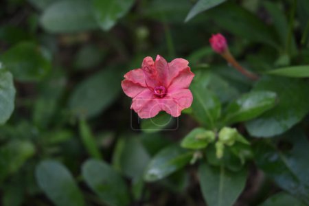 Vista de cerca de una flor que florece de noche conocida como la flor de las Cuatro (Mirabilis Jalapa) que florece en el jardín. Esta flor de color naranja también conocida como la Maravilla del Perú