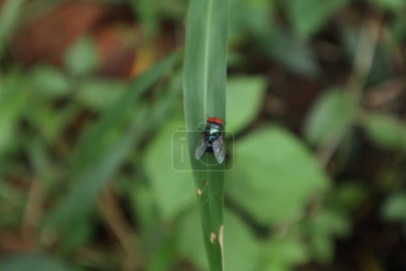 Ansicht einer Blauen Flaschenfliege (Calliphora vomitoria), die auf der Oberfläche eines gebogenen Grasblattes sitzt. Diese rotäugige und blaue Hinterleibsblasfliege ist auch als orangefarbene, bärtige blaue Flasche bekannt