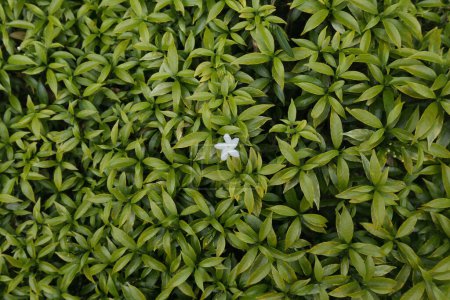 Foto de Vista superior de una mini flor de jazmín de cinco pétalos blanco, está floreciendo en la planta con las hojas amarillentas en el fondo. Estas plantas de jazmín de crape enano se utilizan comúnmente en jardines - Imagen libre de derechos