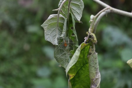 An orange colored lynx spider is on the hanging leaf surface of a wilted Turkey berry plant in the garden