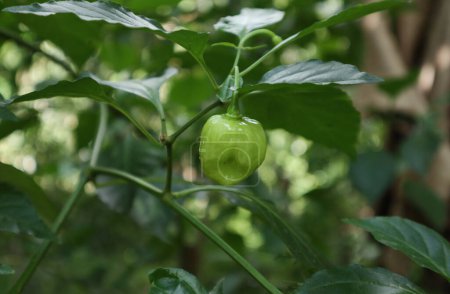 Foto de Una vista de un color verde inmaduro Capsicum chinense fruta que está colgando en el tallo de la planta - Imagen libre de derechos