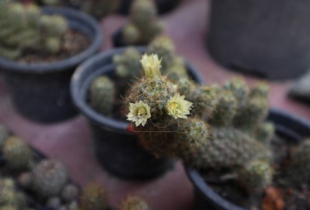 Foto de Vista de ángulo alto de las pequeñas flores de cactus ladyfinger de color amarillo (Mammillaria elongata), que florecen en la planta en maceta - Imagen libre de derechos