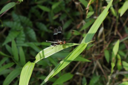 Téléchargez les photos : Vue en angle élevé d'une libellule noire aux yeux rouges, connue sous le nom d'écumoire à papa (Neurothemis Tullia). La libellule est assise une feuille d'herbe dans une pelouse - en image libre de droit