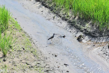 Téléchargez les photos : Belle vue sur un oiseau à rameaux rouges (Vanellus indicus) est debout au milieu d'un petit ruisseau coulant situé au milieu d'une rizière par une matinée ensoleillée - en image libre de droit