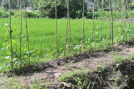 Foto de Varias plantas de vid de frijol serpiente (frijol espárrago) que crecen en una fila con los palos de apoyo para subir. Las vides se cultivan en una porción elevada del suelo en un campo de arroz conocido como la cresta del campo de arroz - Imagen libre de derechos