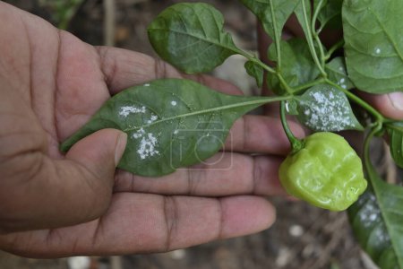 Photo for Chili leaves infected with whiteflies are being inspected and held by a farmer in close view. Alongside the infected leaves, a mature green Capsicum chinense chili fruit is growing on the twig - Royalty Free Image