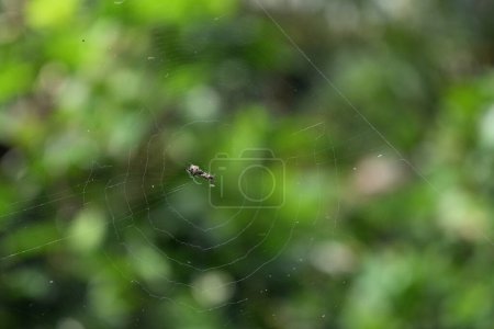 Ein Blick auf ein kleines Spinnennetz, das ein verworrenes kleines Insekt und etwas Unrat in seinem Zentrum zeigt