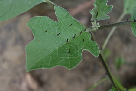 Vue en angle élevé d'une feuille d'aubergine (Solanum melongena) qui a des épines à la surface de la feuille