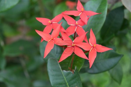 Soft focus view of a Jungle flame flower cluster (Ixora coccinea) bloom in a wild area