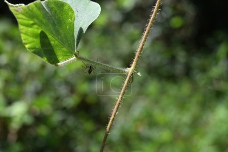 Ventrale Ansicht einer Streuobstkugelweberspinne kann unter einem haarigen tropischen Kudzu-Blattstiel hängen gesehen werden