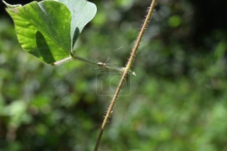 Auf einem Blattstiel einer tropischen Kudzupflanze sieht man eine Spinne aus einer Obstplantage sitzen.
