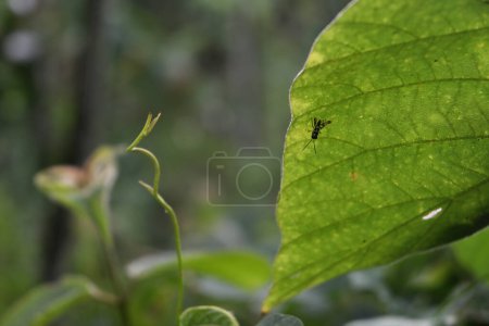A tiny juvenile grasshopper with black and pale green coloration is sitting underside of a tropical kudzu leaf