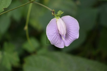Close up view of a lavender colored Spurred butterfly pea flower (Centrosema virginianum) bloom on the vine in a wild area. This flower is also known as the Wild blue vine, Blue bell, and Wild pea