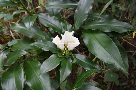 View of a white flower cluster of a Spiral Ginger plant (Costus Dubius) blooming in a wild area