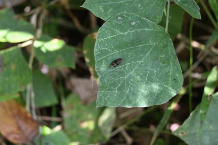 Una pequeña mosca negra de color metálico dorado descansando en la superficie de una hoja de kudzu tropical. Esta mosca tiene un aspecto similar a la especie de mosca soldado