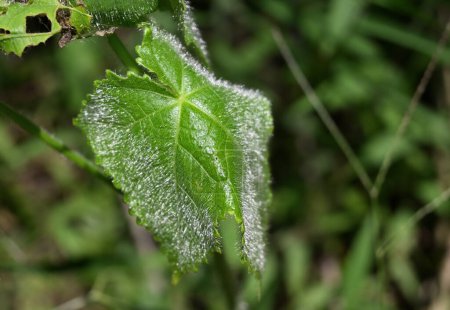 A fresh hairy leaf of a musk mallow (Abelmoschus moschatus) plant is glittering due to exposure to sunlight