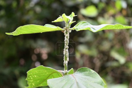 Una planta silvestre Mussaenda tallo que está cubierto de las Mealybugs y una hormiga tejedora tratando de alimentarse de una cochinilla. Estos insectos de la escala blanca están haciendo daño significativo a la planta huésped de muchas maneras