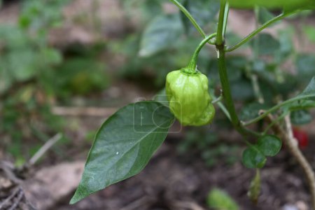 Vista del cultivo de frutos de chile inmaduros colgando de la ramita de una planta de chile Capsicum chinense