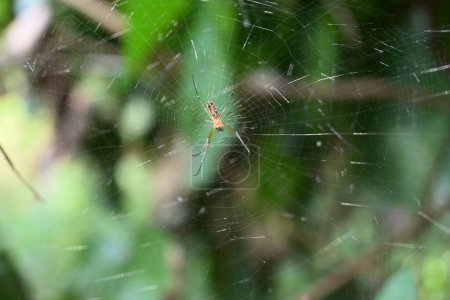 Una vista lateral ventral de una araña tejedora de orbes sentada en el centro de su telaraña que brilla debido a la exposición directa a la luz solar