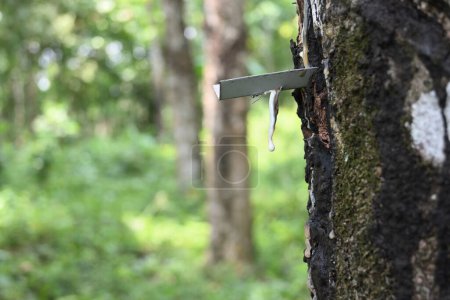Conceptual picture for the rubber industry. Showing a close up of a rubber tree trunk with hardened rubber milk on the stem and hanging from a metal gutter
