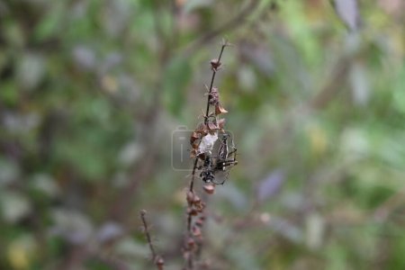 Beautiful background view of a female Striped lynx spider with a captured black bee is sitting on a its nest and eggs located on a dry Tulsi inflorescence