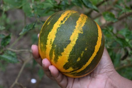View of a mature golden yellow striped Cooking melon vegetable fruit holding of a female hand in the garden.The fruit known as kakiri is commonly used as a cooking vegetable in Sri Lanka