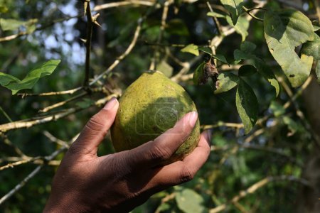 Beautiful view of a Golden apple fruit (Aegle marmelos) held up by a hand near the Golden apple tree