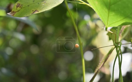 A tiny round, orange colored spider egg sac hanging from a silk line in the mid air
