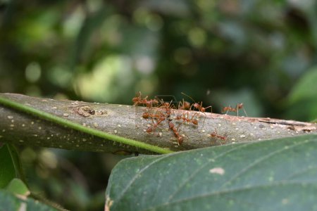 Several weaver ants surrounded a tiny black bug and trying to pull different direction while sitting on top of a plant stem
