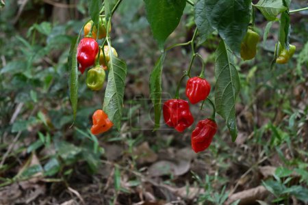 Seitenansicht der reifen Capsicum chinense-Chilifrüchte, die am Chilizweig hängen, mit den von den Blättern befallenen Whiteflies