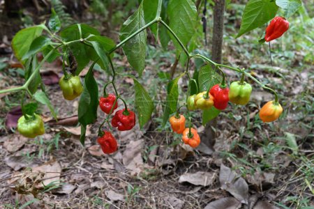 Hohe Winkelaufnahme eines Capsicum chinense Chilizweiges mit den reifen Chilifrüchten, die hängen und den Whiteflies, die die Blätter befallen haben