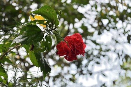 View of a red double layered Hawaiian hibiscus flower is blooming on a hibiscus twig under bright sky