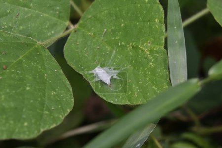 View of a silk cocoon of an insect on the surface of a tropical kudzu leaf. It's possible that this insect cocoon belongs to either a moth or jumping spider species