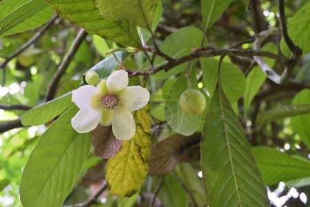View of a facing downward white flower of a Dillenia tree (Dillenia retusa). This tree is endemic to Sri Lanka and known as the Godapara tree
