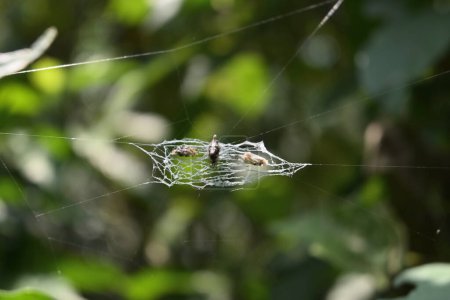 Vista de una araña tejedora de orbe de línea de basura con los insectos capturados, incluyendo una polilla, se sienta en su telaraña única