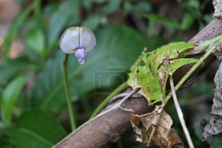 Blick auf eine Schlangenbohnenblume, die angehoben wird und ein blasses purpurfarbenes Aussehen hat, das an einer Weinrebe blüht