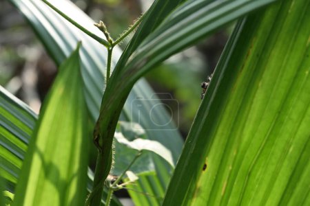 Téléchargez les photos : Une vue de la curieuse face cachée d'une araignée sauteuse alors qu'elle est assise sur le bord d'une feuille de palmier - en image libre de droit