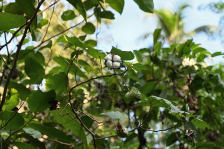 Vista de ángulo bajo de una rama de algodón de árbol que pertenece al género Gossypium. La ramita tiene una cápsula de semilla abierta que muestra algodón blanco en su interior