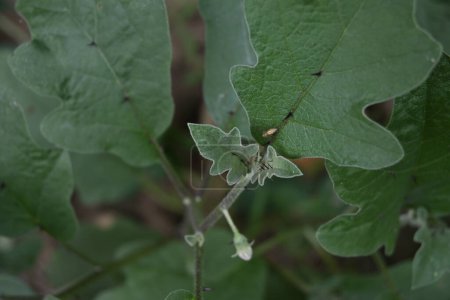 Top view of an eggplant tree (Solanum melongena) that has thorns along its leaf veins. On the top of a leaf, a lynx spider is sitting and waiting for prey