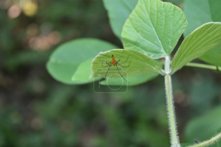 Vue arrière à angle bas d'une araignée lynx rayée de couleur orange est sur la face inférieure d'une feuille de kudzu tropicale