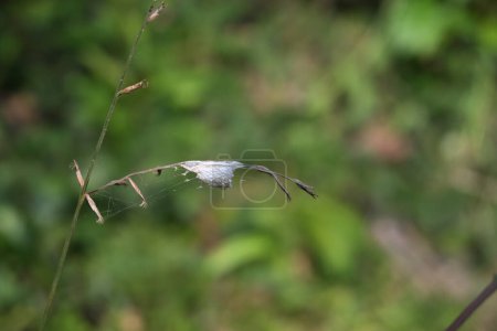 A lynx spider's egg sac is on a curved dry grass inflorescence that has seeds. shallow depth of field view