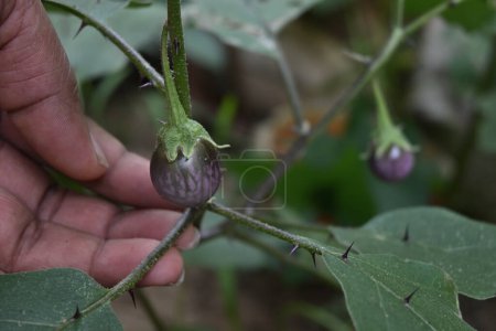 Un fruto de berenjena pequeño, redondo y púrpura en desarrollo (Solanum melongena) cuelga de una ramita que se sujeta con una mano. Las hojas de esta planta tienen espinas a lo largo de las venas en las hojas