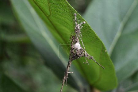 A striped lynx spider sits on its unique spider nest with its egg sac. The spider nest built from joining small dry stems using spider silk is hanging underside of a leaf