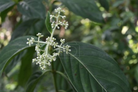 A wild flower cluster filled with tiny white flower buds of the native Gaertnera genus (Gaertnera vaginans ssp.vaginans ) are ready to bloom in a forest area in Sri Lanka. in Sri Lanka, this plant known as the Pera thambala plant