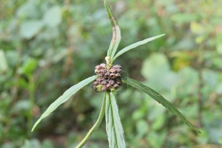 Vue d'une grappe de graines sèches d'une slitwort de Ceylan (Leucas zeylanica) dans une pelouse