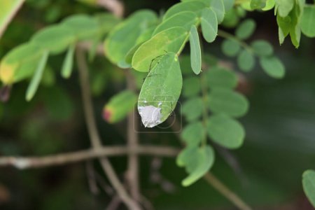 Vue d'un sac d'araignée de lynx sur le dessus d'une petite feuille d'arbre à thé matura et les pattes épineuses d'une araignée se cachant sous la feuille