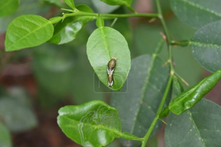 Téléchargez les photos : Une chenille mormone commune (Papilio polytes) peut être vue sur la surface d'une feuille de tilleul - en image libre de droit