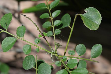 Ansicht einer Säugling braun gefärbten Raupe sitzt auf einem Blattstiel auf der Spitze einer Curry-Pflanze