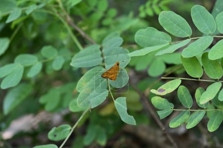Vue d'un petit papillon de couleur jaunâtre appartient au genre Potanthus connu sous le nom de fléchette confucéenne (Potanthus confucius) est perché sur le dessus d'une feuille