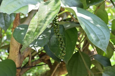 Vue sur les drupes mûrissantes au poivre noir (Piper nigrum) poussant sur une pointe de poivre suspendue sur la vigne. Une mouche de fruits est perchée sur le pic de poivre
